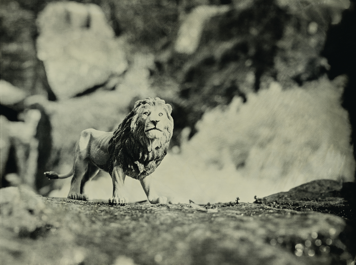 African Lion Danska Falls Sweden